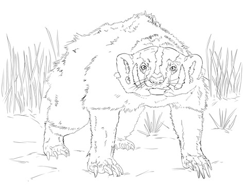 American Badger Coloring Page